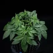 Nori Cake Green House Seed Co.