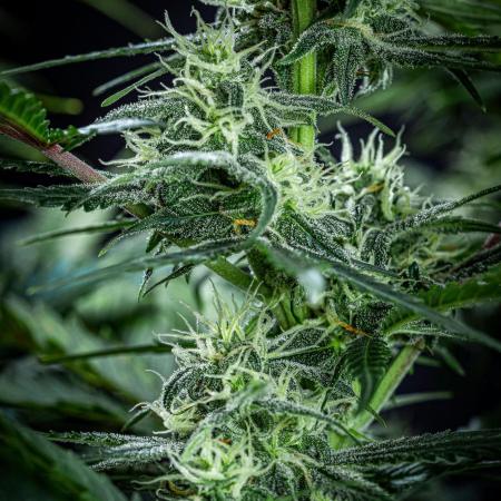 Banana Blaze Auto Dutch Passion