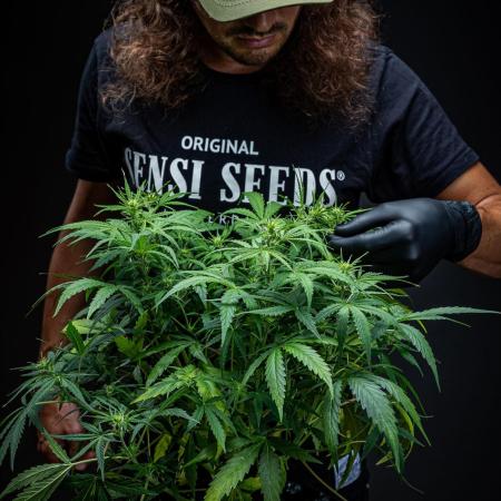 Sensi Supreme Oak Automatic Sensi Seeds