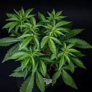 Guava Sundae Auto Fast Buds