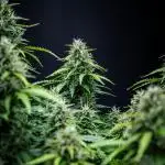 Maui Wowie Autoflower Seeds