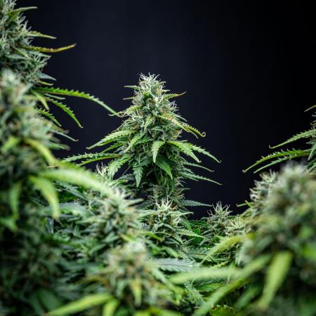 Maui Wowie Autoflower Seeds