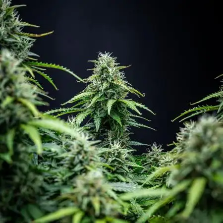 Maui Wowie Autoflower Seeds