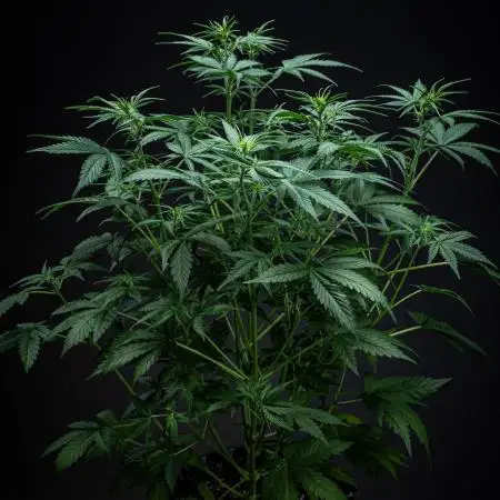 Z-UP Auto Fast Buds Indoor