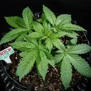 Nori Cake Green House Seed Co.