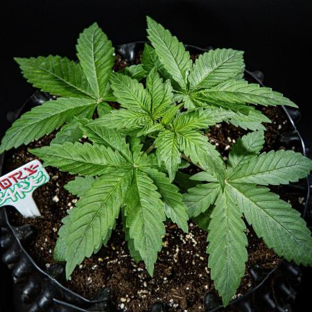 Nori Cake Green House Seed Co.