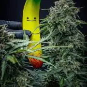 Banana Blaze Auto Dutch Passion