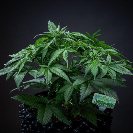 Sour Jealousy Auto Fast buds