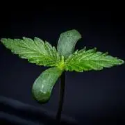 Banana Blaze Auto Dutch Passion