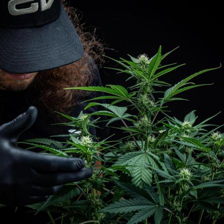 Sour Jealousy Auto Fast buds