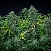 Auto Gelato Pyramid Seeds