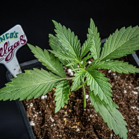 Franco's Fullgas! Green House Seed Co.