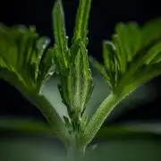 Guava Sundae Auto Fast Buds