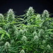 Sensi Supreme Oak Automatic Sensi Seeds