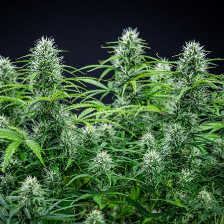 Sensi Supreme Oak Automatic Sensi Seeds