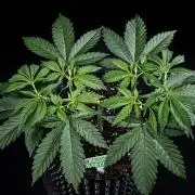 Sticky Broccoli Zamnesia EternityGrowCup