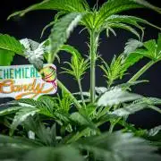 Chemical Candy Green House Seeds