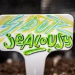 Sour Jealousy Auto Fast buds