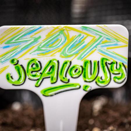 Sour Jealousy Auto Fast buds