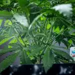 Maui Wowie Autoflower Seeds