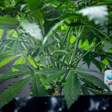 Maui Wowie Autoflower Seeds