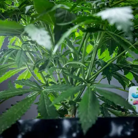 Maui Wowie Autoflower Seeds