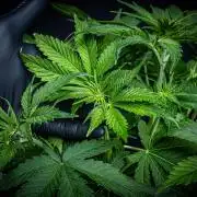 Lemon Cherry Cookies Auto Fast Buds