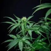 Ghost Train Haze Autoflower Zamnesia