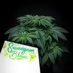 Sauvignon Blanc Automatic Sensi Seeds