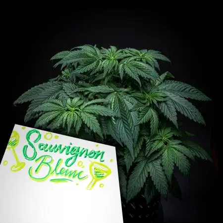Sauvignon Blanc Automatic Sensi Seeds