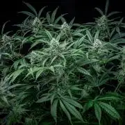Chemical Candy Green House Seeds
