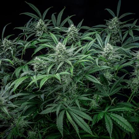 Chemical Candy Green House Seeds