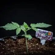 Passion Fruitz Automatic Zamnesia