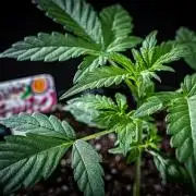 Passion Fruitz Automatic Zamnesia