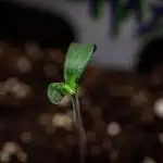 Ghost Train Haze Autoflower Zamnesia