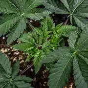 Candy House UKHTA Genetics