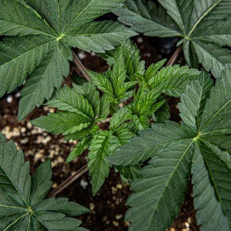 Candy House UKHTA Genetics