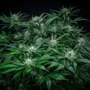 Lemon Cherry Cookies Auto Fast Buds