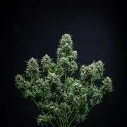 Sour Jealousy Auto Fast buds