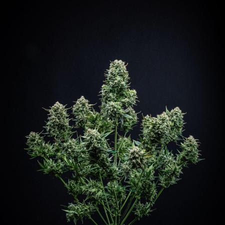 Sour Jealousy Auto Fast buds