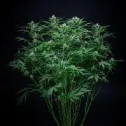 Passion Fruitz Automatic Zamnesia