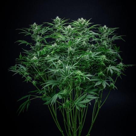 Passion Fruitz Automatic Zamnesia