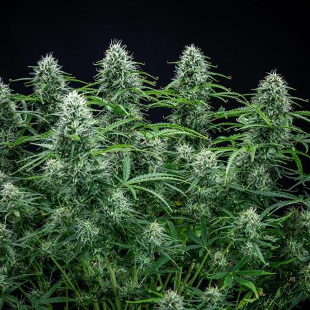 Sensi Supreme Oak Automatic Sensi Seeds