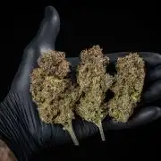 Lemon Cherry Cookies Auto Fast Buds