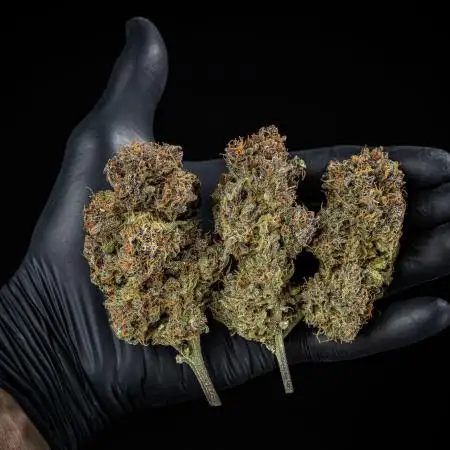 Lemon Cherry Cookies Auto Fast Buds