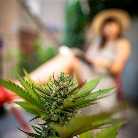 Guava Auto fast buds Outdoor 2025