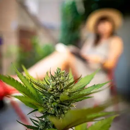 Guava Auto fast buds Outdoor 2025