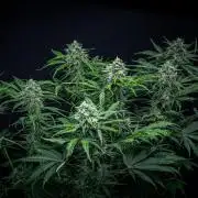 Banana Blaze Auto Dutch Passion