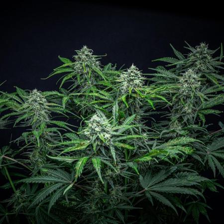 Banana Blaze Auto Dutch Passion