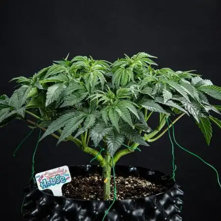 Candy House UKHTA Genetics